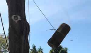 Top Dog Tree Service Chino