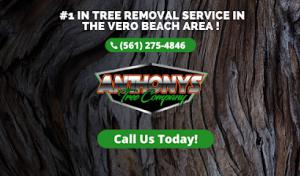 Anthony's Tree Company