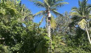 Blue Collar Broke Trees