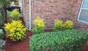 Arnold Tree Services