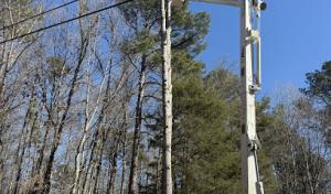 AAAA+ Phillips Tree Service, Gadsden, Alabama