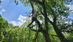 Affordable Tree Service TN