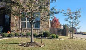 Mario's Stump Grinding & Tree Service