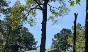 Vasquez Tree Service NC