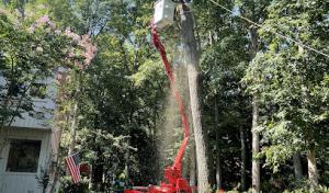 Ismael's Tree Service