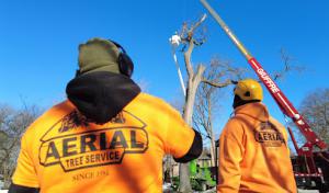 Aerial Tree Service