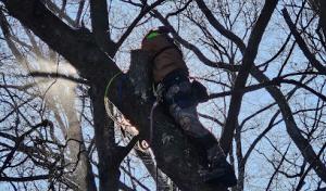 Chair Force Stump & Tree Service