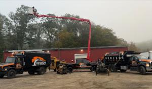 Denison Tree Removal