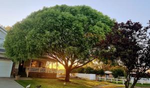 Family Tree Services