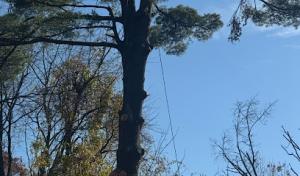 Estuardo Tree Service