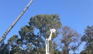 Faulkner Tree Service