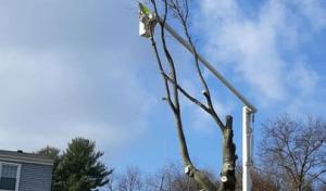 Elyria Tree Service