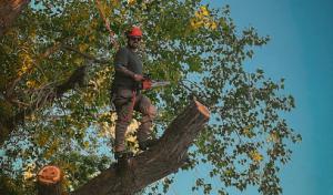 Idaho Tree Solutions