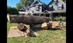 Cutting Edge Tree & Landscaping