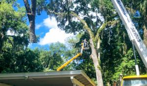Citrus Tree Service