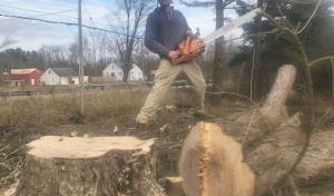 Metalback Tree Service