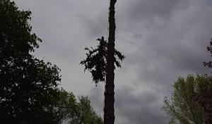 Hamm Family Tree Care & More