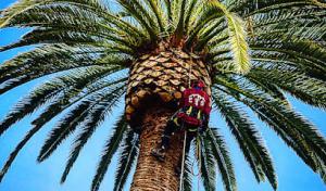 Everest Tree Service