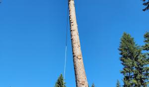 Nelson’s Tree Service