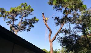 All About Tree Care Svc