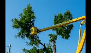 Ripon Tree Service