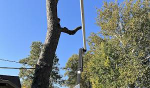 Potter's Tree Service