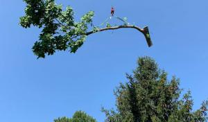 A Economy Tree Service