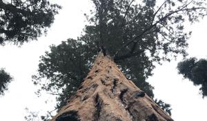 Nature’s Own Tree Service