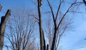 A2Z Outside Services