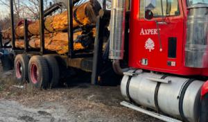 Axpert Tree Services