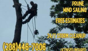 Sturdy Tree Solutions