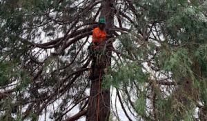 Extreme Tree Service