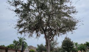 BHL Tree & Land Services
