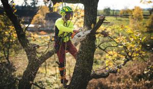 Above & Beyond Tree & Shrubbery Service