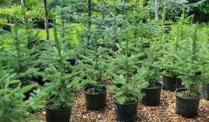 Evans Tree Farm/Nursery