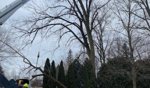 ALL Crane & Tree Services