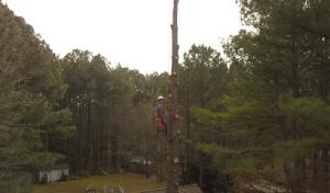 Hutchwood Tree Service