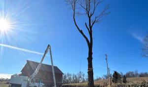 Yeager's precision tree service