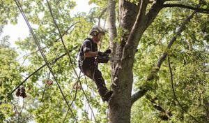 Arbor Grove Tree Care