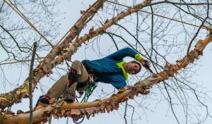 Basic Tree Care | Newark Tree Removal Service