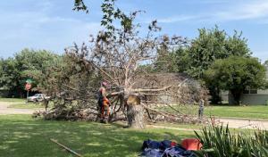 Lumberjane Tree Services