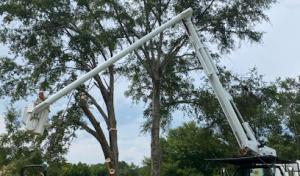 North River Tree Service