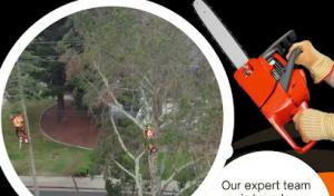 Novato Tree Service Company