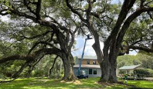 Chris's Tree Service