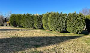 Maryland Professional Tree Services