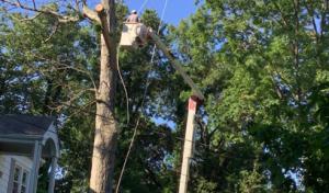 Escobar Tree Experts