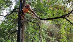 Ascent Tree Care