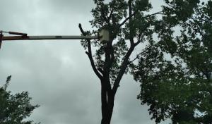 Affordable tree trimming