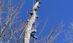 Morales Landscaping & Tree Trimming