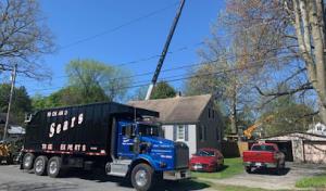 Richard Sears Tree Experts